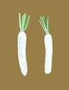 White daikon radish , sketch vector.