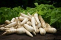 White daikon on the soil