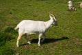 white dairy breed goat in a field with grass Royalty Free Stock Photo