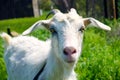 White dairy breed goat on green grass background.