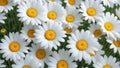 White daises flowers background