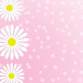 Abstract White Daisy Flowers in Pink Background