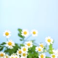 White daisies Royalty Free Stock Photo