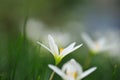 White Daisies