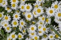 white daisies against a blue sky with clouds Royalty Free Stock Photo