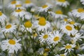 white daisies against a blue sky with clouds Royalty Free Stock Photo