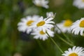 white daisies against a blue sky with clouds Royalty Free Stock Photo