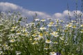 white daisies against a blue sky with clouds Royalty Free Stock Photo