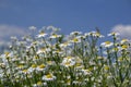 white daisies against a blue sky with clouds Royalty Free Stock Photo