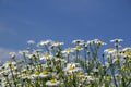white daisies against a blue sky with clouds Royalty Free Stock Photo