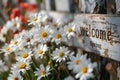 White daisies around \'welcome spring\' sign on a fence