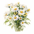 Detailed Watercolor Daisy Bouquet On White Background