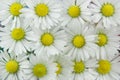 White daisies background