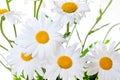 white daisies background