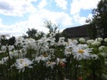 White daisies on the background of the village green meadow