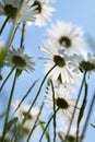 White daisies bloom in a meadow in summer. The flowers are photographed from below. You can see the flowers and the blue sky Royalty Free Stock Photo