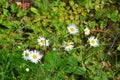 White daisies bloom next to dill.