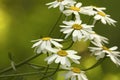 White daisies bloom on a sunny summer day. Beautiful yellow-green floral background of forest flowers. Close-up. Royalty Free Stock Photo