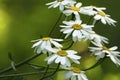 White daisies bloom on a sunny summer day. Beautiful yellow-green floral background of forest flowers. Close-up.