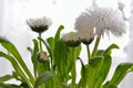 White Daisies bloomed against a background of green leaves. Royalty Free Stock Photo