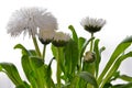 White Daisies bloomed against a background of green leaves. Royalty Free Stock Photo