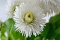 White Daisies bloomed against a background of green leaves. Royalty Free Stock Photo