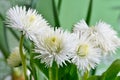White Daisies bloomed against a background of green leaves. Royalty Free Stock Photo