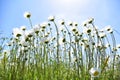 White daisies on blue sky background. Royalty Free Stock Photo