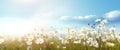 White daisies on blue sky background. Beautiful nature landscape. Royalty Free Stock Photo