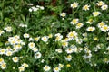 White daisies on blue sky background many outdoor Royalty Free Stock Photo