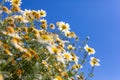 White daisies on blue sky closeup. Nature closeup, spring summer meadow and flowers under blue sky sunny weather. Idyllic nature Royalty Free Stock Photo