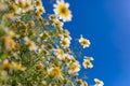 White daisies on blue sky closeup. Nature closeup, spring summer meadow and flowers under blue sky sunny weather. Idyllic nature Royalty Free Stock Photo