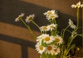 White daisies in a bouquet on a black background. A shadow falls on the flowers