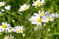 White daisies closeup on a green meadow Royalty Free Stock Photo