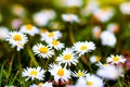 White daisies closeup group springtime wildflowers