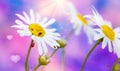 White daisies and crawling ladybugs in sunlight .Beauty natural background in blue and pink tones with soft focus. Royalty Free Stock Photo