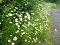 White Daisies on a edge of a roadside in summer Royalty Free Stock Photo