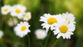 White daisies field Royalty Free Stock Photo