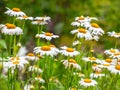 White daisies in the field close up Royalty Free Stock Photo