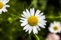 A white daisies in the field. Chamomile. Background. .Flowers. Green view with daisy flower Royalty Free Stock Photo