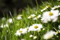 White daisies in the field, field white daisies in the meadow, white flowers close-up against. Royalty Free Stock Photo
