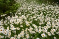 White Daisies Field Royalty Free Stock Photo