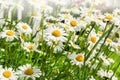 White daisies in a field outdoors in summer