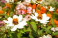 White daisies Royalty Free Stock Photo