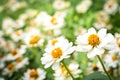 White daisies Royalty Free Stock Photo