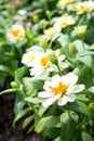 White daisies Royalty Free Stock Photo