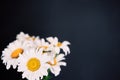 White daisies flower bouquet on dark background Royalty Free Stock Photo