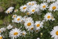 White daisies flowerbed