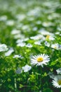 white daisies flowering in garden