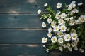 white daisies flowers frame on shabby painted wooden background top view, beautiful floral template with copy space Royalty Free Stock Photo